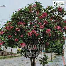 Image result for Plumeria rubra