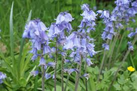 Hours may change under current circumstances Virginia Bluebells Are In Peak Blooms This Weekend