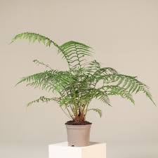 Image result for Dryopteris antarctica