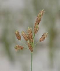Image result for Fimbristylis