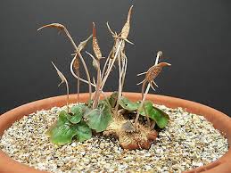 Image result for Dorstenia buchananii