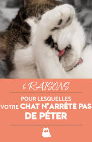 Pourquoi Mon Chat Pete Tout Le Temps Sante Des Chats Chats Et Chatons Et Chat