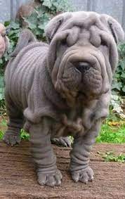 Taipei is the national capital of the republic of china, otherwise known as taiwan. 900 Shar Pei Ideas In 2021 Shar Pei Puppies Shar Pei Dog