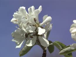 Image result for Amelanchier ovalis