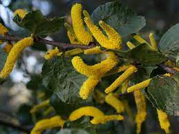 Acacia Denticulosa Sandpaper Wattle World Of Flowering Plants Planting Flowers Flowering Trees Small Trees