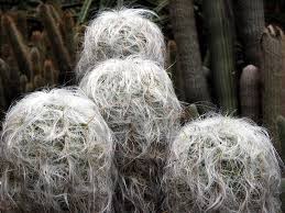 The hair on this popular cactus has a purpose, it conceals the sharp thorns and it gives shade from the hot desert sun. 12 Little Known Hairy Cactus Types Succulent Alley