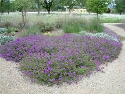Verbena Homestead Purple Verbena Homestead Purple Front Yard Plants Plants