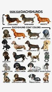 Supa Dogs Know Your Dachshunds Dachshund Breed Dachshund Puppies Dachshund Colors