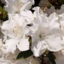 21 Of The Prettiest Flowering Shrubs For Hedges Flowering Shrubs Azalea Shrub Azalea Flower