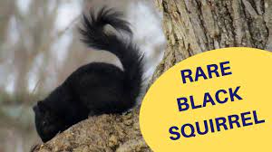Rare Black Fox Squirrel 2019 Fox Squirrel Squirrel Black Squirrel