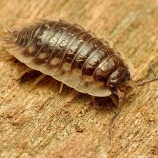 Stonoga murowa, jeśli dostanie się do domu, jest bardzo trudna do zwalczenia. Bezkregowce Pytania Globalquiz Org