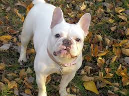 Stud service available to approved females. Available Puppies Blue Hill Frenchies