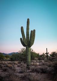 Cactus in Desert Poster