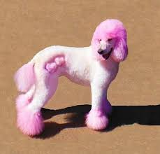 15 Very Interesting And Funny Dog Haircuts This Way Come Dog Haircuts Creative Grooming Poodle