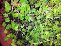 0 more photos view gallery. Miniature Oakleaf Fig Ficus Pumila Quercifolia Garden Org