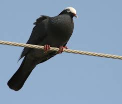 Pin On My Birding Life List
