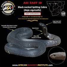 Maybe you would like to learn more about one of these? Black Necked Spitting Cobra African Snakebite Institute