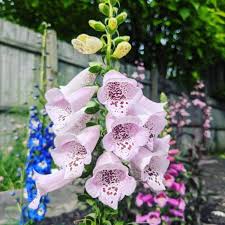 Digitalis purpurea 'camelot lavender', also known as foxglove, this uniform growing perennials has beautiful flower spikes of lavender blooms. Digitalis Purpurea Camelot Lavender Foxglove Camelot Lavender Uploaded By Mutemonster