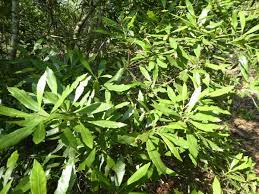 Maybe you would like to learn more about one of these? Wax Myrtle Is A Hardy Florida Native Real Estate Chronicleonline Com