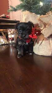 8 My Yorkies Ideas In 2021 Yorkie Yorkie Poo Morkie