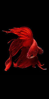 Pin On Animals Bugs And More