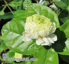 Pin On Growing Perfumed Garden
