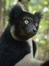 Indri Bbc Planet Earth 2 Planet Earth Ii Planet Earth 2 Animals Beautiful