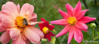 We did not find results for: Top 10 Bee Friendly Flowers The Greedy Vegan