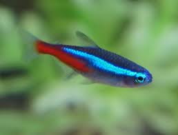 Neon Tetra Baligi Paracheirodon Innesi Ozellikleri Bakimi Ve Uretimi