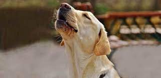 How To Make Your Dog Howl W Sounds Daily Dog Stuff