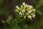 Image result for Agathisanthemum bojeri