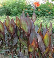 Image result for Canna indica