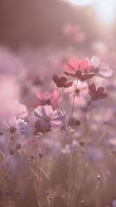 Floral Beautifulflowerswallpapers Flower Blumen Wallpaper In 2020 Flower Phone Wallpaper Flower Aesthetic Beautiful Nature Wallpaper