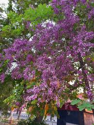 Image result for Millettia