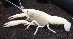 La Clarkii White Garnelen