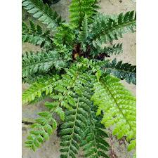 Image result for Polystichum
