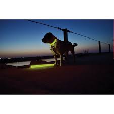 Light Up Dog Leash What On Earth Cv0062