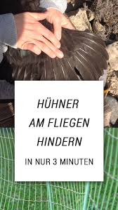 Huhn Flugel Schneiden Eine Umfangreiche Anleitung Von Gesunde Krauter Fur Huhner