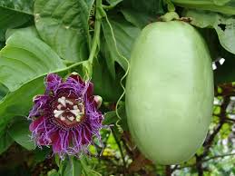 Caribfruits Maracuja Les Cultures Conduite De Son Verger Production Fruitiere Integree Passiflore Fruits Exotiques Fruit De La Passion