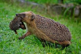 Hedgehog Care Foto Pinterest Tiere Susseste Haustiere Tiere Und Haustiere