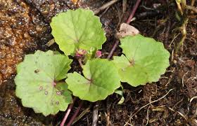 Image result for Centella glabrata