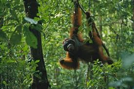 21 405 просмотров 21 тыс. Rainforest Biodiversity Orangutan Conservancy