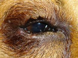 The good news is that it is a treatabl. Cherry Ridge Veterinary Clinic Veterinarian In Honesdale Pa Usa Entropion