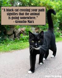 Find 705 synonyms for bad luck and other similar words that you can use instead based on 7 separate contexts from our thesaurus. Black Cat Quotes The Best Quotes To Celebrate Black Cats