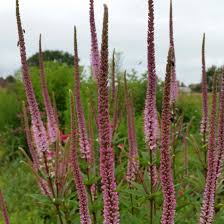 Partly because much of the rest of the garden is in 'green' mode, waiting for the late summer flowers to start in earnest. Veronicastrum Virginicum Erika Veronique De Virginie A Gracieux Epis Rose Pourpre