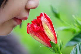 That's your body breaking down amino acids (protein) to use for energy. Smell Hallucinations Exist Too And Could Be A Sign Of Health Problems Smart News Smithsonian Magazine