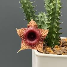 Image result for Huernia leachii