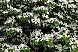 The blooms range from pure white to delicate light pink and they last and last. Beautiful Dogwood Trees Types And Uses