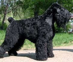 If you have not yet decided upon a particular dog breed then please view our dog breeds section. Black Russian Terrier Black Russian Terrier Kerry Blue Terrier Terrier