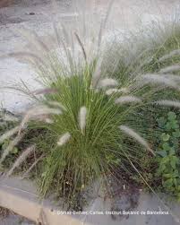 Image result for Cenchrus setaceus